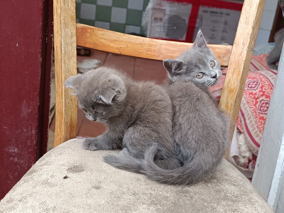 Продам породистих котят британців