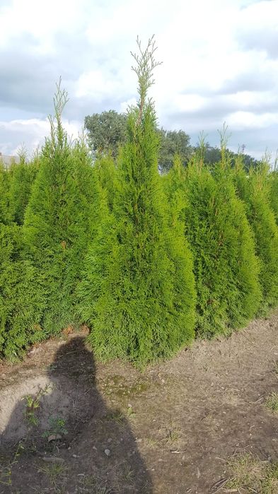 Tuja, tuje szmaragd wysokość 90cm-170cm. Szkółka Krupocin.