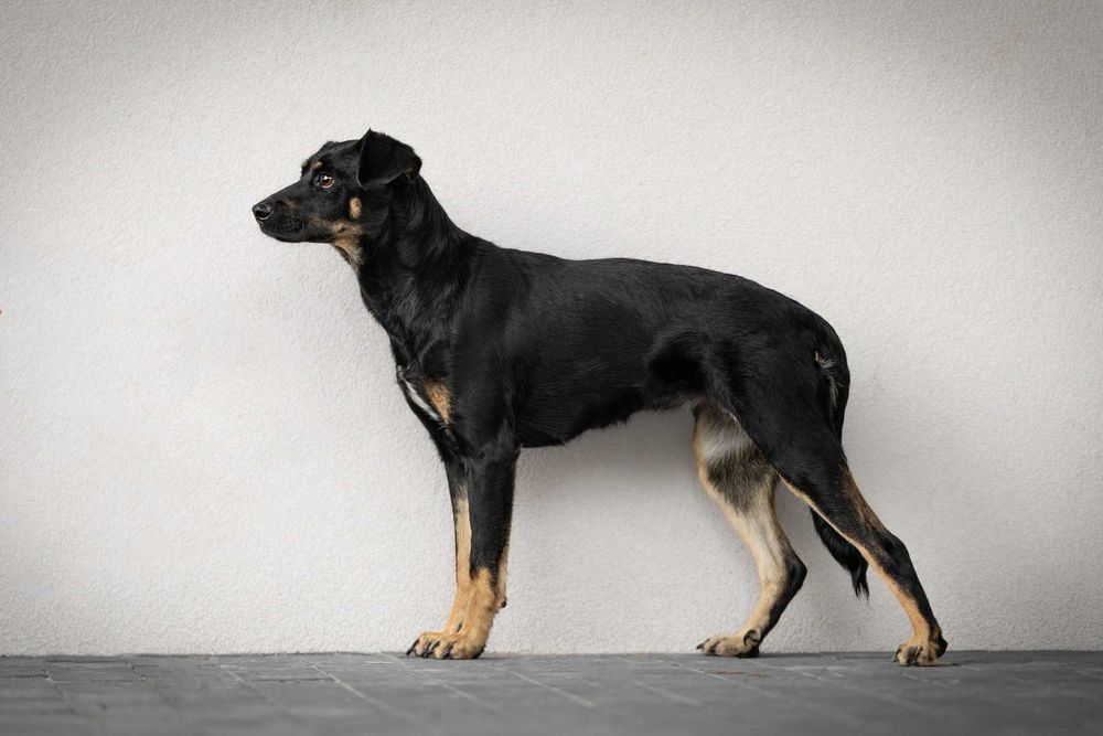 Daisy - śliczna sunieczka potrzebuje domku