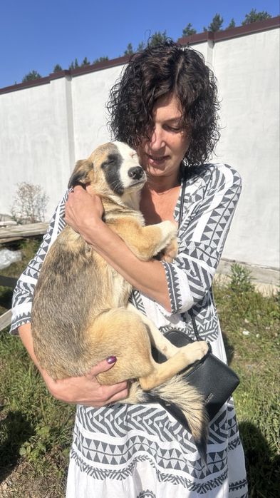 Собаки метиси шукають дім