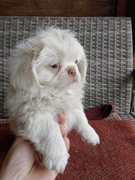 Pekińczyk Królewski (szczeniak)