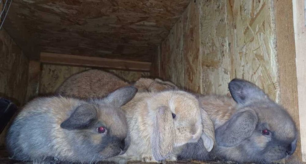 Кролі Французький баран