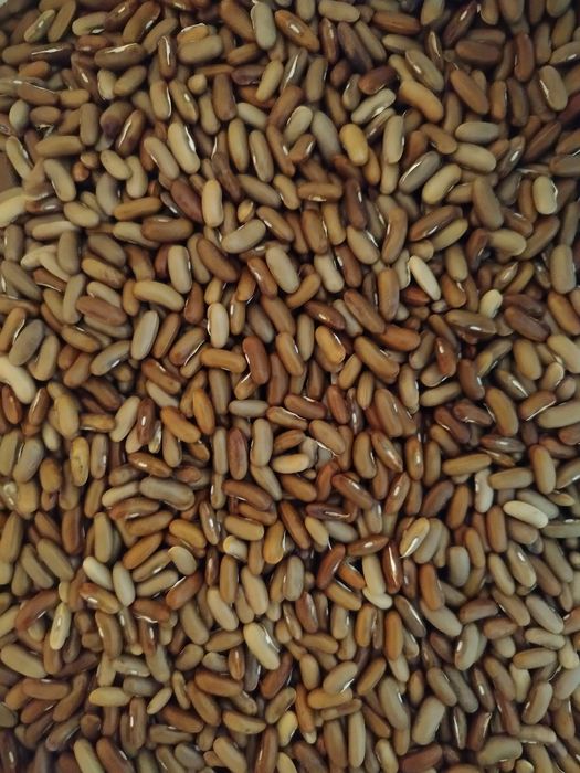 Fasolka Szparagowa (nasiona fluidor ) Sprzedam