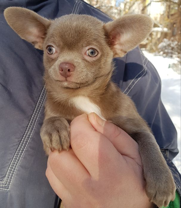 Чіхуахуа цуценятко