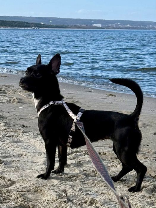 Sunia Kosmitka szuka domku