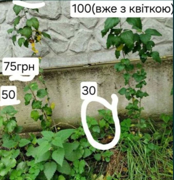 Гібіскус / садові рослини/ квітучі кущі