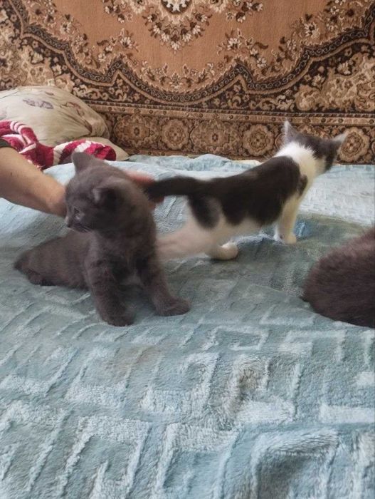 віддам котиків кошенят