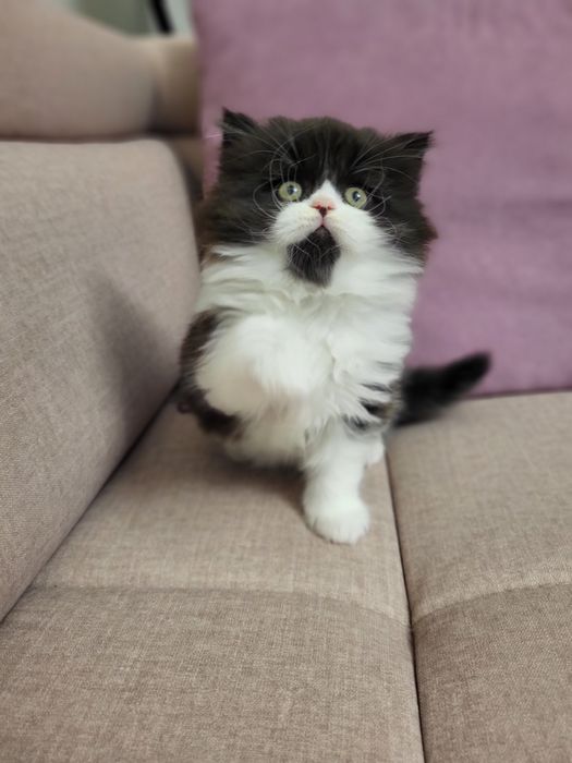 Szkocki prostouchy z rodowodem WCF