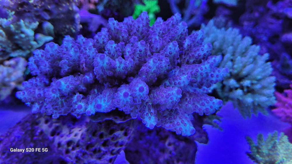 Szczepki acropora,sps Mysłowice-Woj.śląskie
