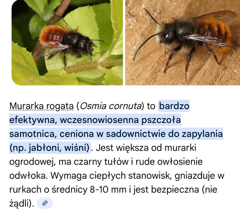 Kokony murarki rogatej i ogrodowej