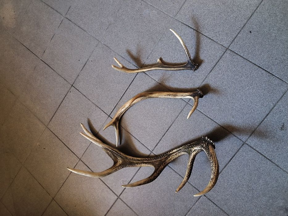 Poroże Jelenia Zeszłoroczne