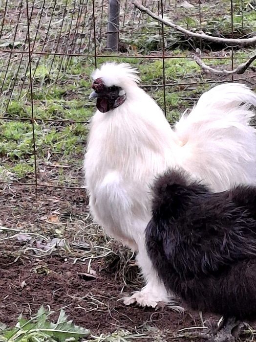 Vendo pintos e frangos brama jersey e cefosa