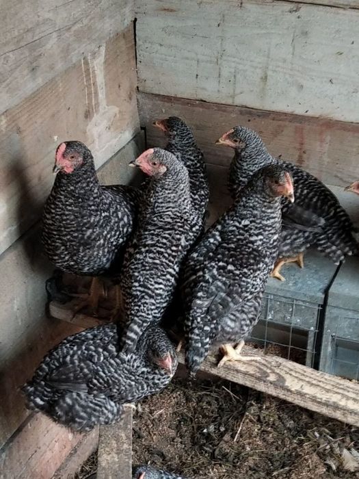 Чешський домінант,3,5 міс