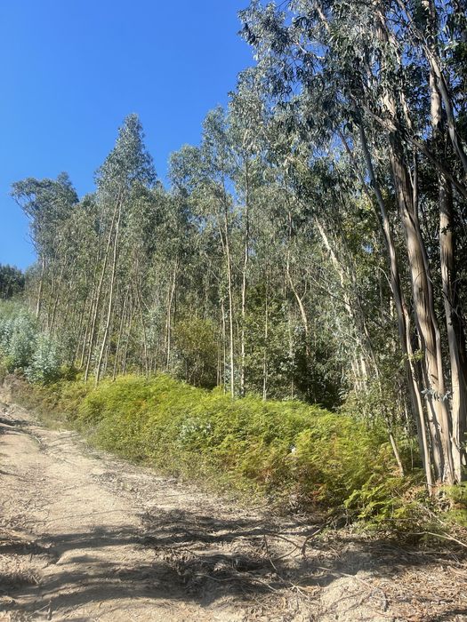 Terreno eucalipal - Proximo a nova rentabilização