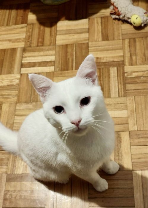 Gato para adoção responsável