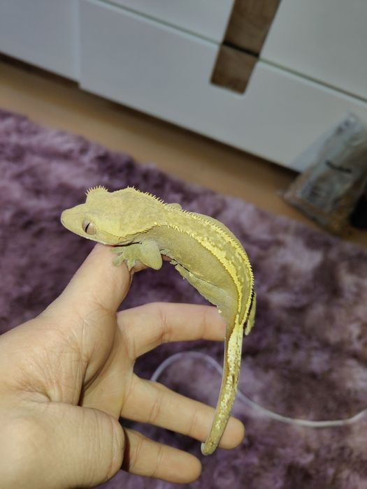 Gekon orzęsiony samica dorosła