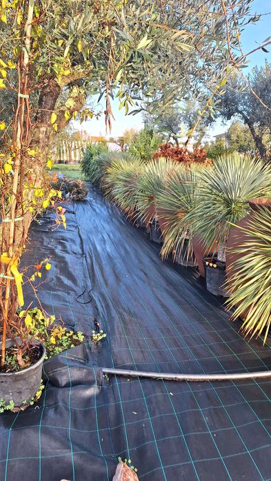 Jardim das Oliveiras