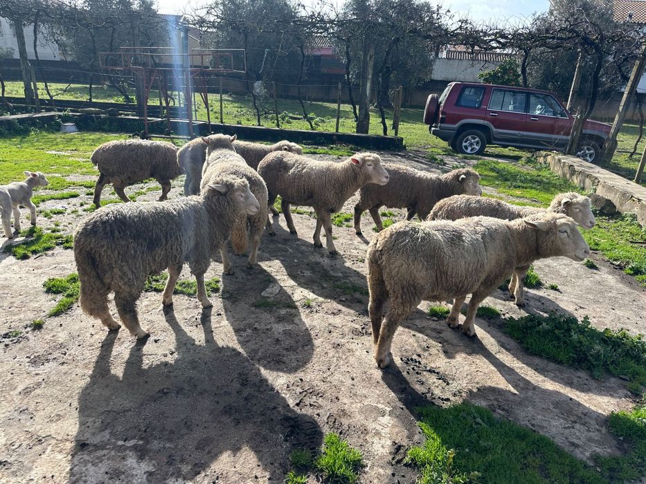 Ovelhas Île-de-France