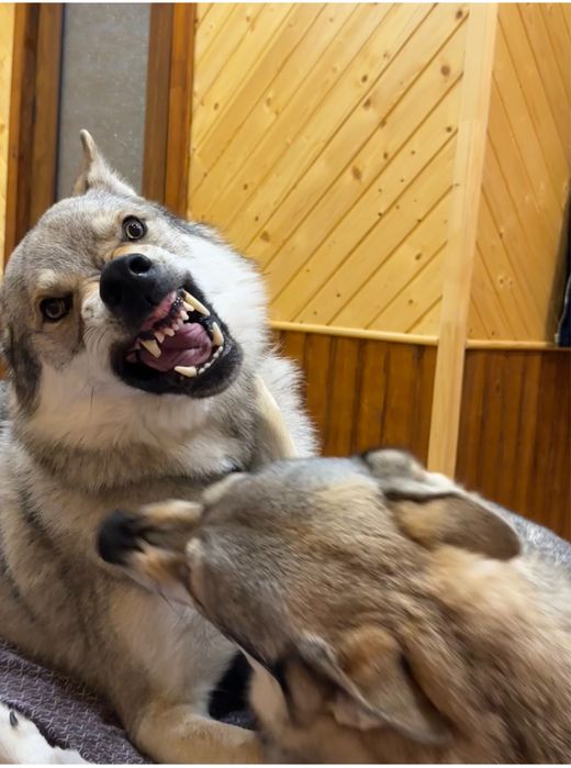 Волк для сьемок, ВОВК