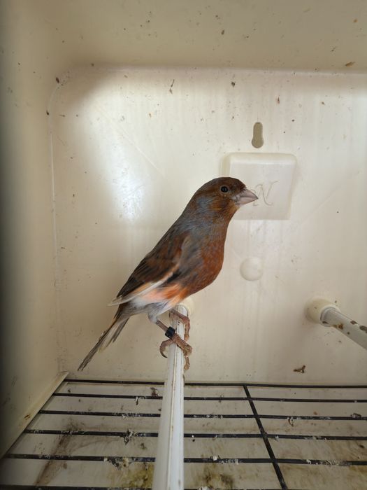 Canário alerquim português