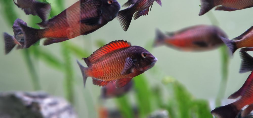 Red moliro tropheus Tanganika