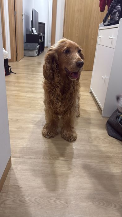 Cocker para adoção responsável