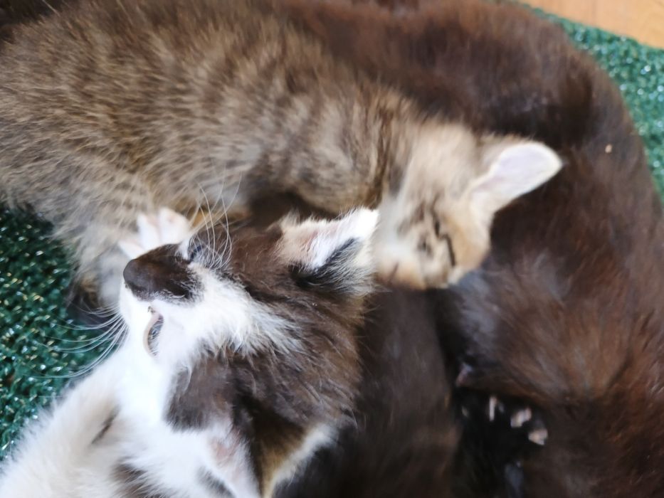 Отдам даром котят