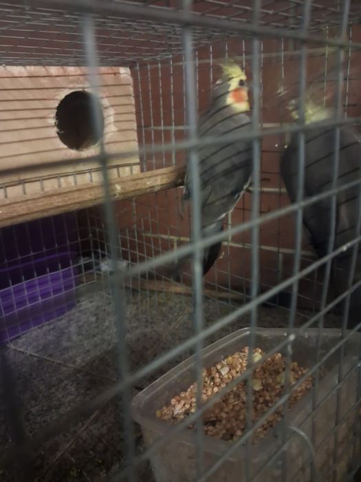 Casal caturras reprodutoras