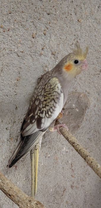 Caturras pérola face branca e amarela e caturra femea albina