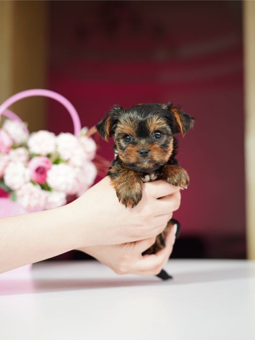 Маленькі, але горді – йорки, що стануть членами родини