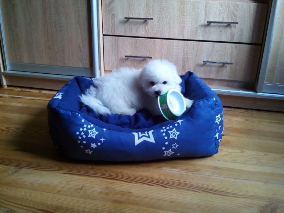 Бишон фризе, прекрасные детки.