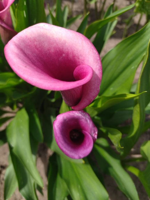 Калли садові луковиці