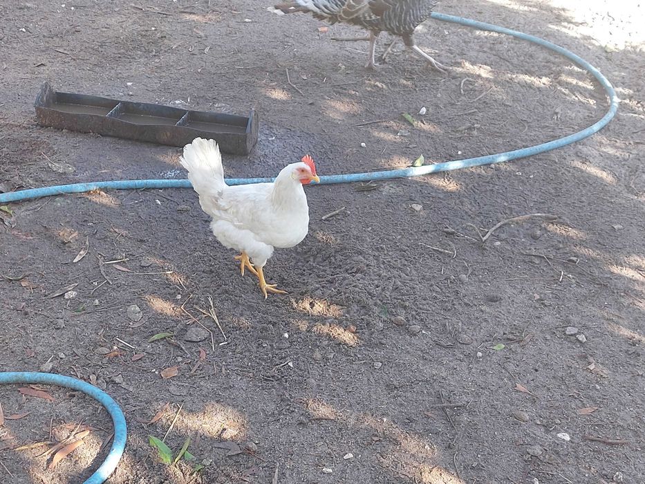Vendo casal leghorn branca