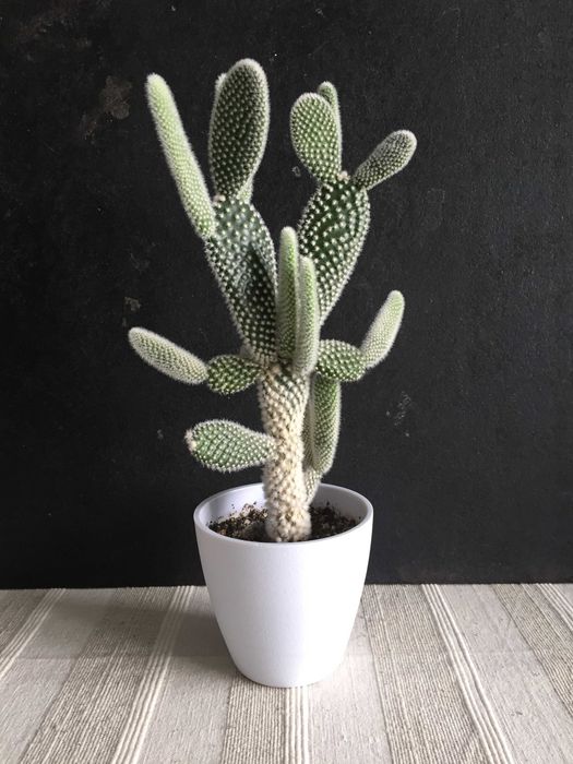 CANTUS オディエ Опунція Заячі вушка (Opuntia microdasys): 100 грн. - Комнатные