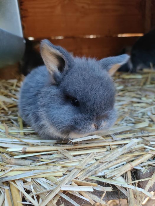 Króliczki Mini Lop