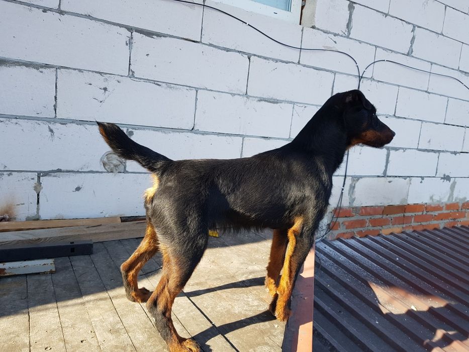 Ягдтерьер для вязки