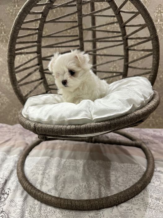 Мальтезе     мини