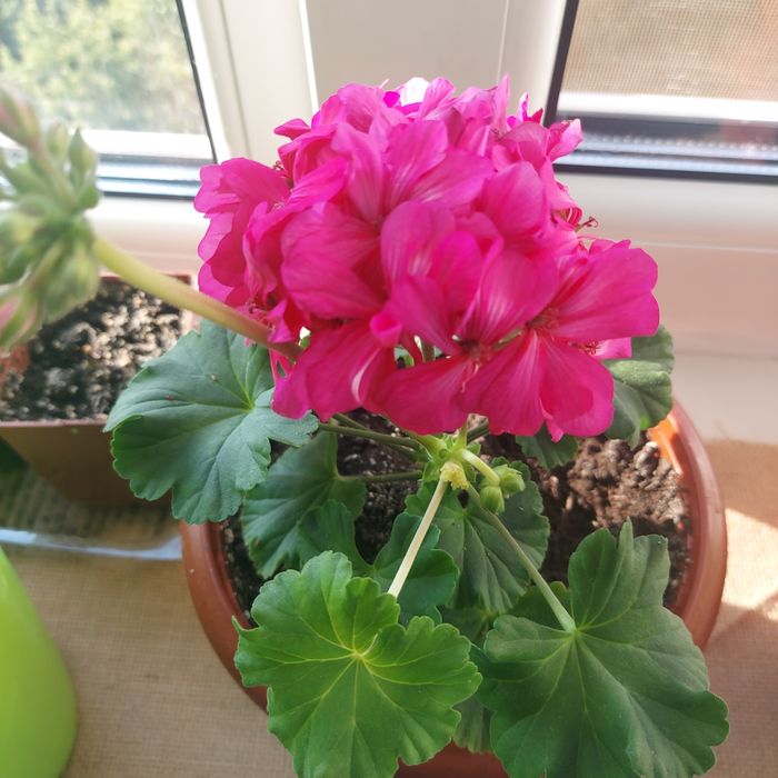 Пеларгония red rambler