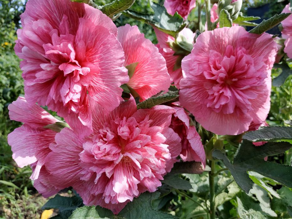 Семена махровой полной мальвы из моего сада