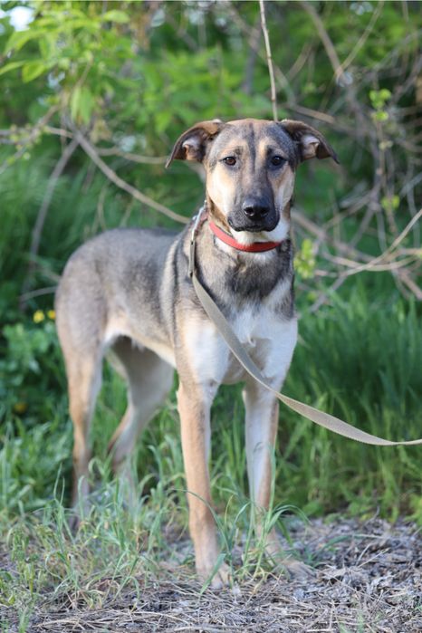 Собака Мия 1 год