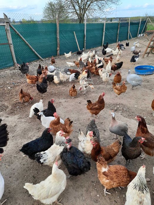 Jaja wiejskie wolny wybieg