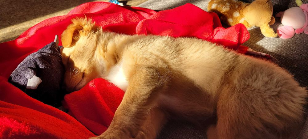 Cadelinha para adopção