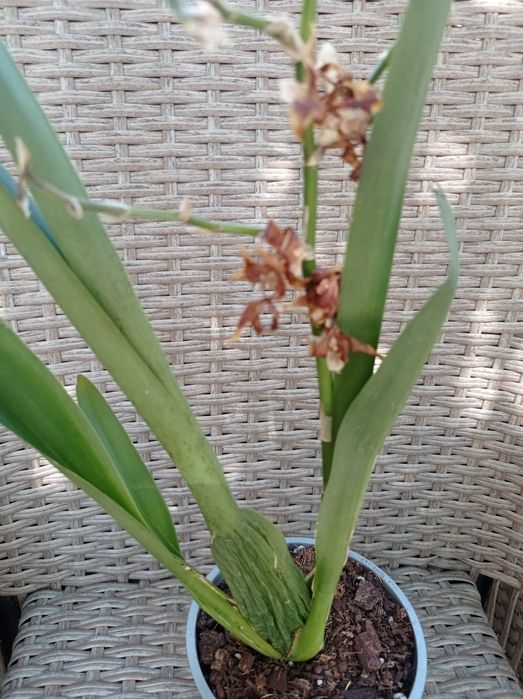 Орхидея Камбрия.