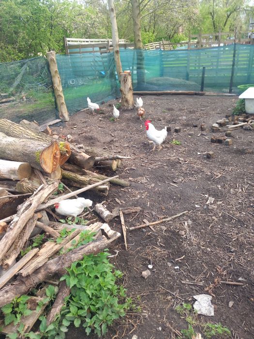 Jajka z wolnego   wybiegu