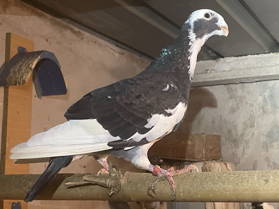 Pombo macho beleza alemao