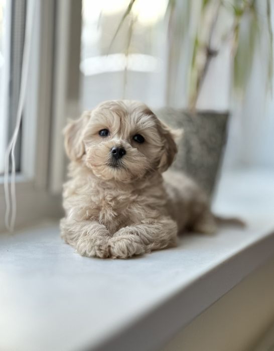 Чарівні цуценята, мальтіпу розкішні малюки. Віп клас, з чіпом. У нас!