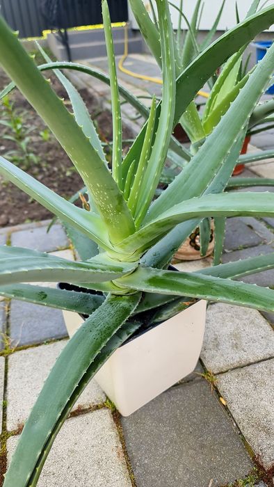 Алоє вера 5 років - лікувальна рослина, гарна, невибаглива.