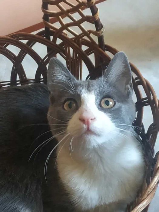 Киця  шукає  дім