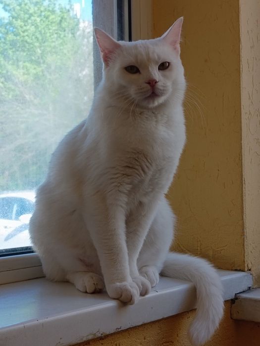 Пристраиваем в добрые руки.