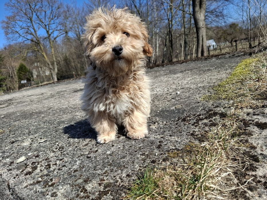 maltipoo szczeniak piesek